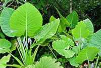 滴水觀(guān)音